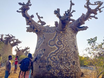 Baobab tree